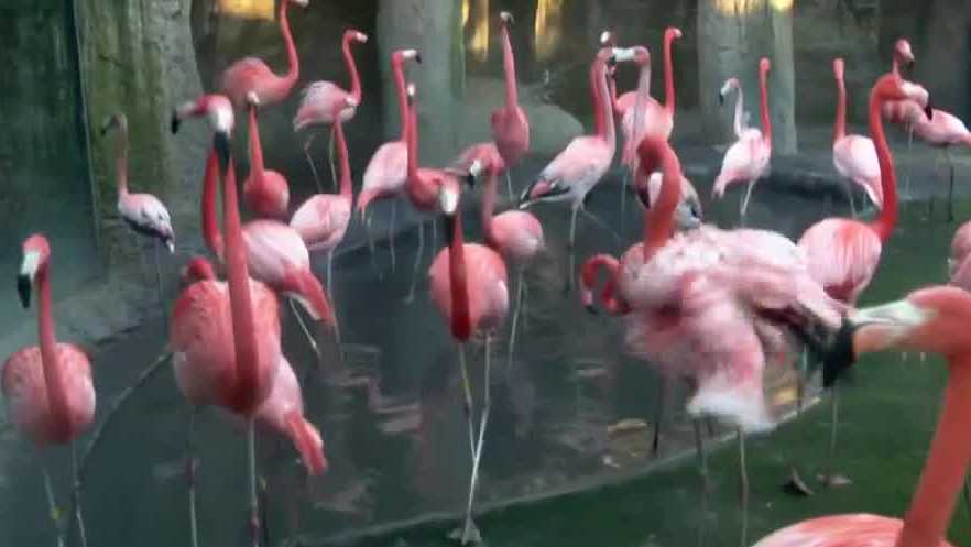 Sacramento Zoo to conduct annual “flamingo roundup” for Caribbean flamingo flock