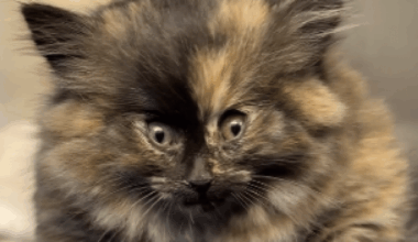 Zoe the Puffy kitten recovers at Palm Springs Animal Shelter – NBC Los Angeles
