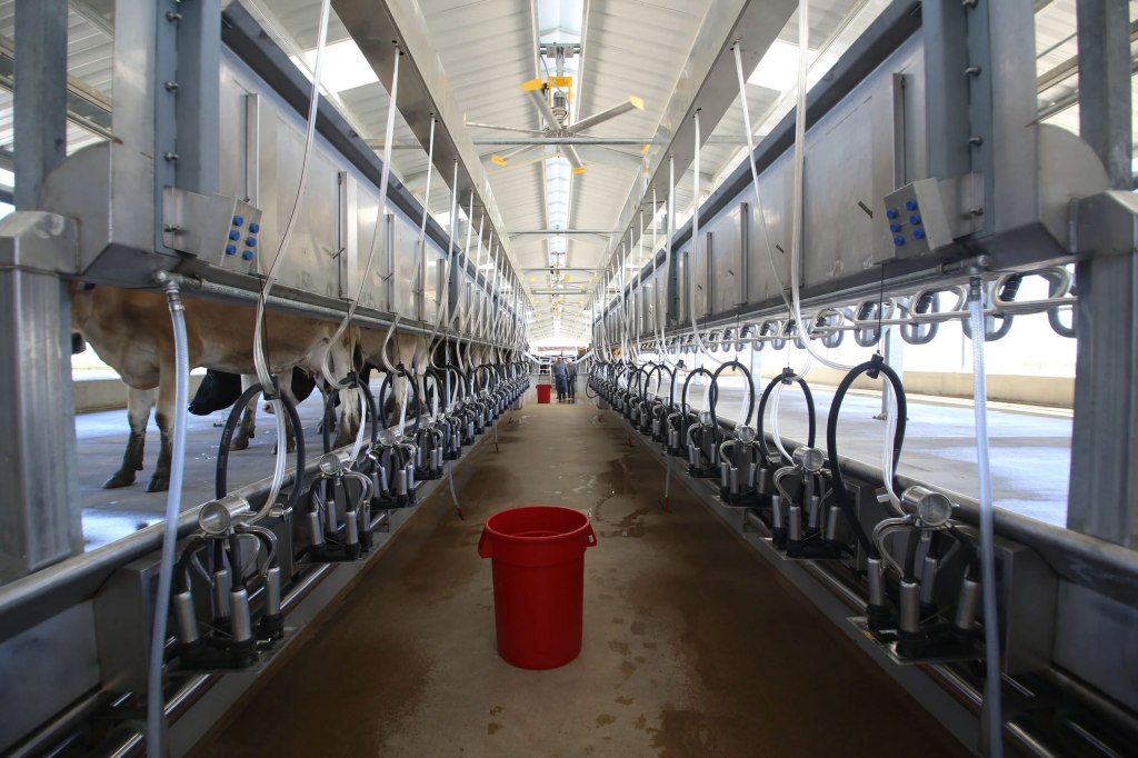 Cows in stalls for milking at a dairy farm.