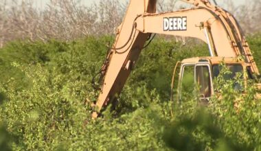 Northern California peach growers forced to rip out orchards after Modesto cannery closure