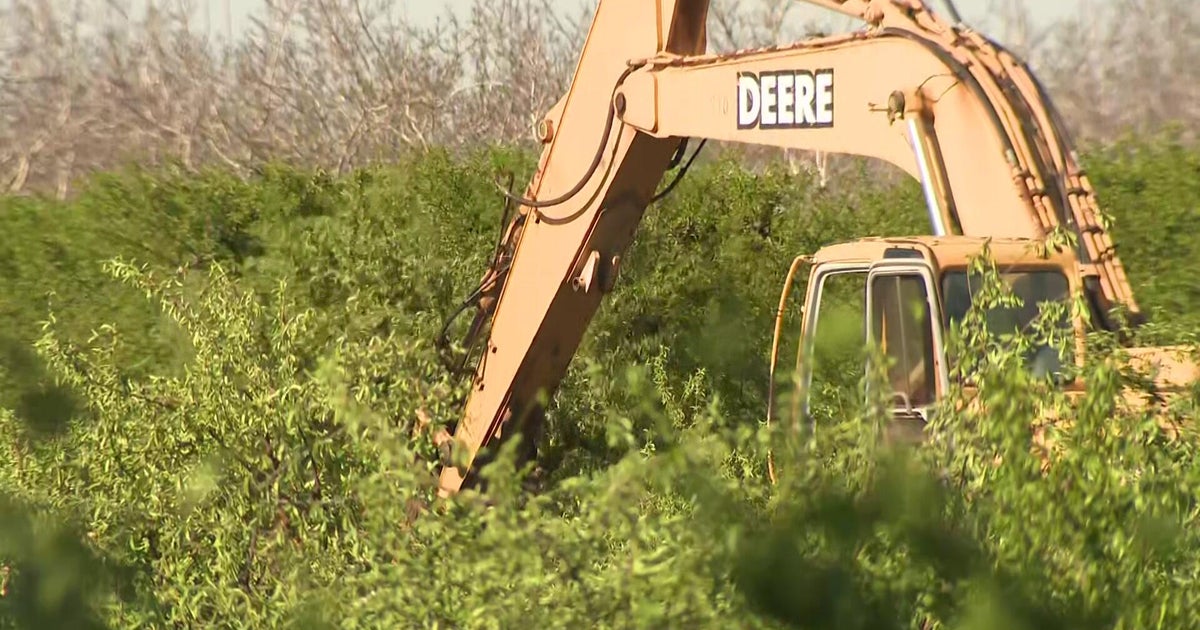 Northern California peach growers forced to rip out orchards after Modesto cannery closure