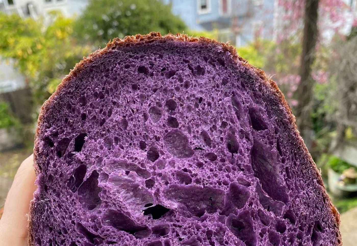 This Week In Food: Yes, Purple Sourdough