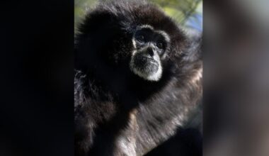 Primate that called Sacramento Zoo home for 38 years dies