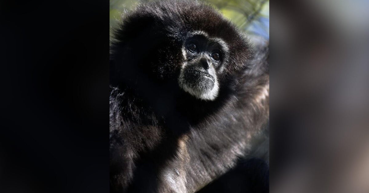 Primate that called Sacramento Zoo home for 38 years dies