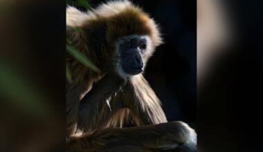 Sacramento Zoo primate dies at 54, weeks after daughter's death