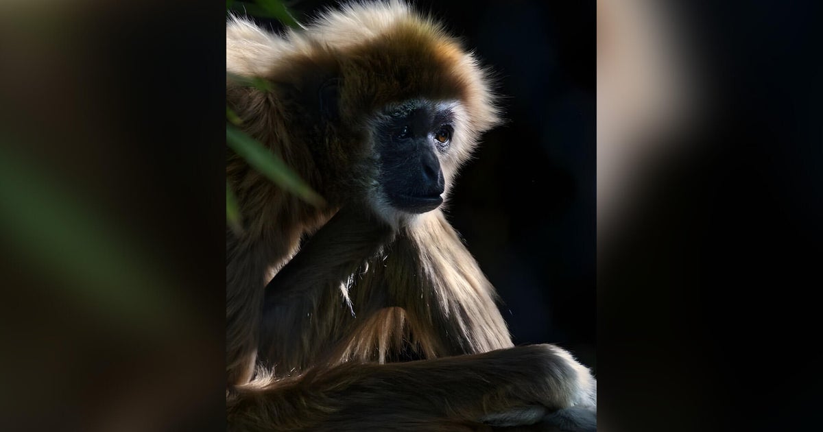 Sacramento Zoo primate dies at 54, weeks after daughter's death