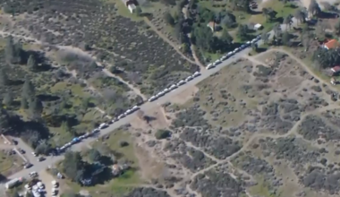 Los Angeles County property has about 700 cats and dogs seized by animal control