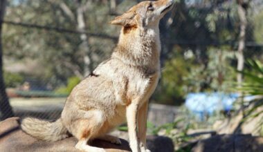 San Diego Humane Society Urges Coyote Awareness As Activity Increases