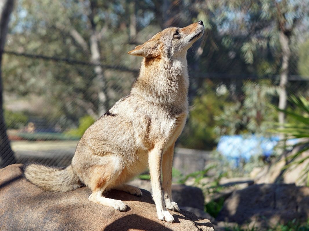 San Diego Humane Society Urges Coyote Awareness As Activity Increases