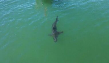 White sharks clinging to Southern California coast after warm winter, marine biologist says