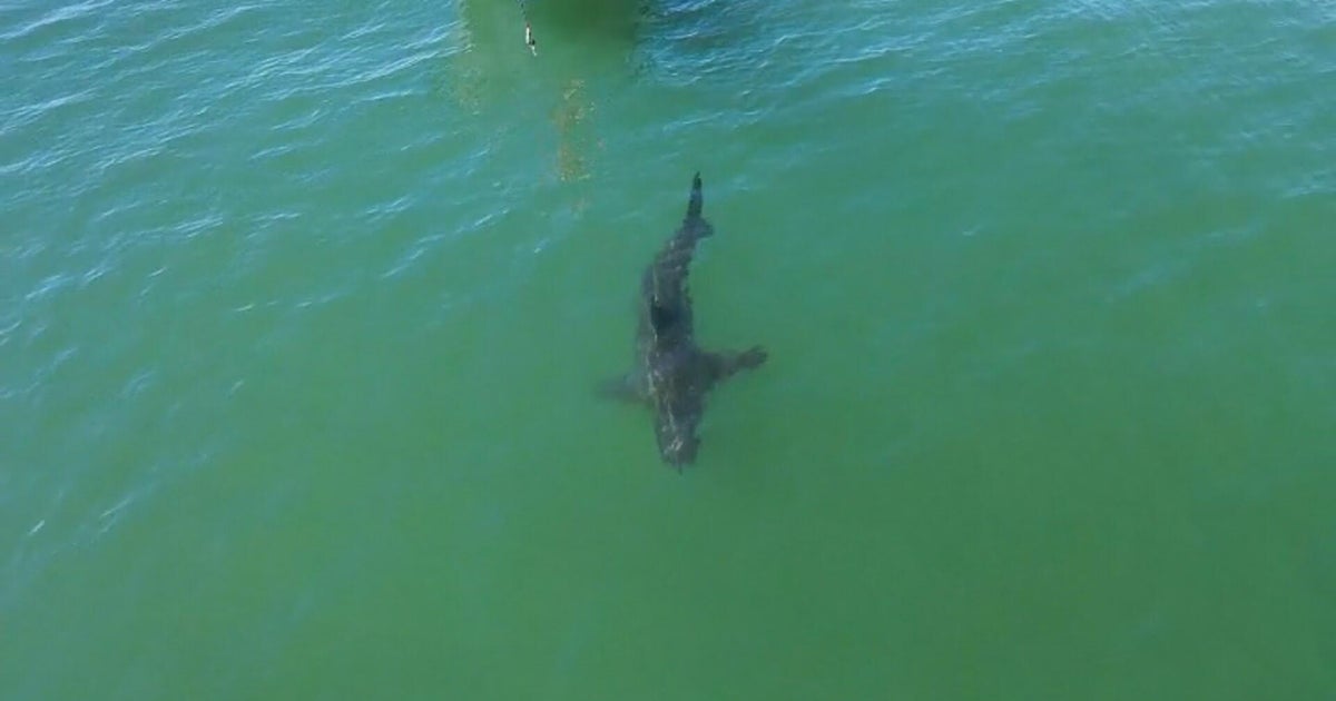 White sharks clinging to Southern California coast after warm winter, marine biologist says