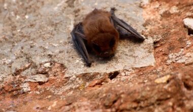 2 Rabies-Infected Bats Found In Escondido