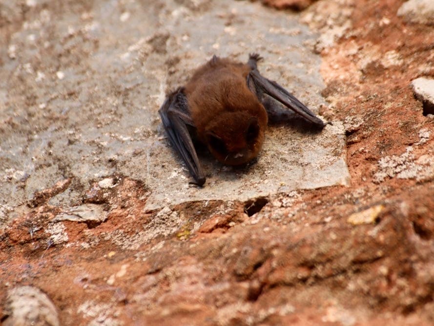 2 Rabies-Infected Bats Found In Escondido