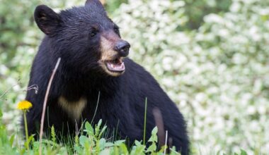 Mother Bear Who Swiped Woman Euthanized Despite Locals' Objections