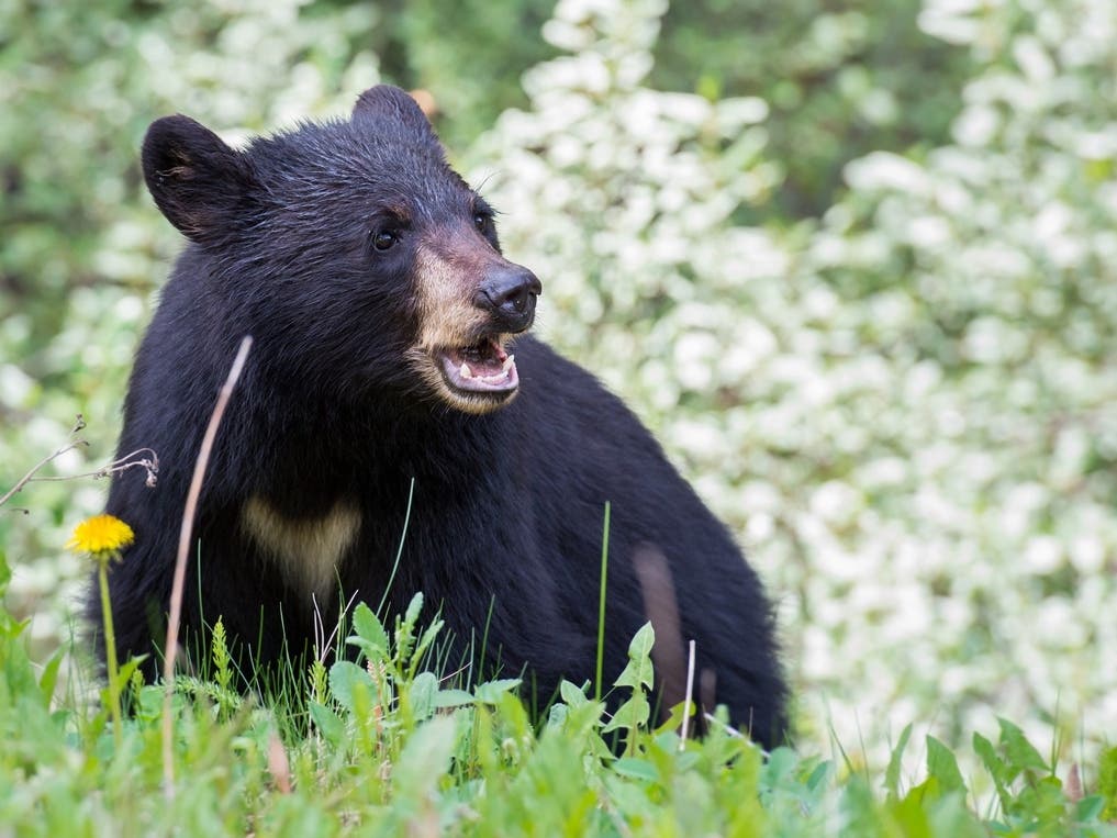 Mother Bear Who Swiped Woman Euthanized Despite Locals' Objections