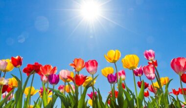 SF's Union Square Will Be Transformed Into A Massive Tulip Garden Next Month