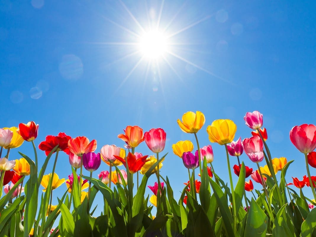 SF's Union Square Will Be Transformed Into A Massive Tulip Garden Next Month