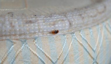 San Diego Ranks Among Nation's Worst For Bed Bugs: Report