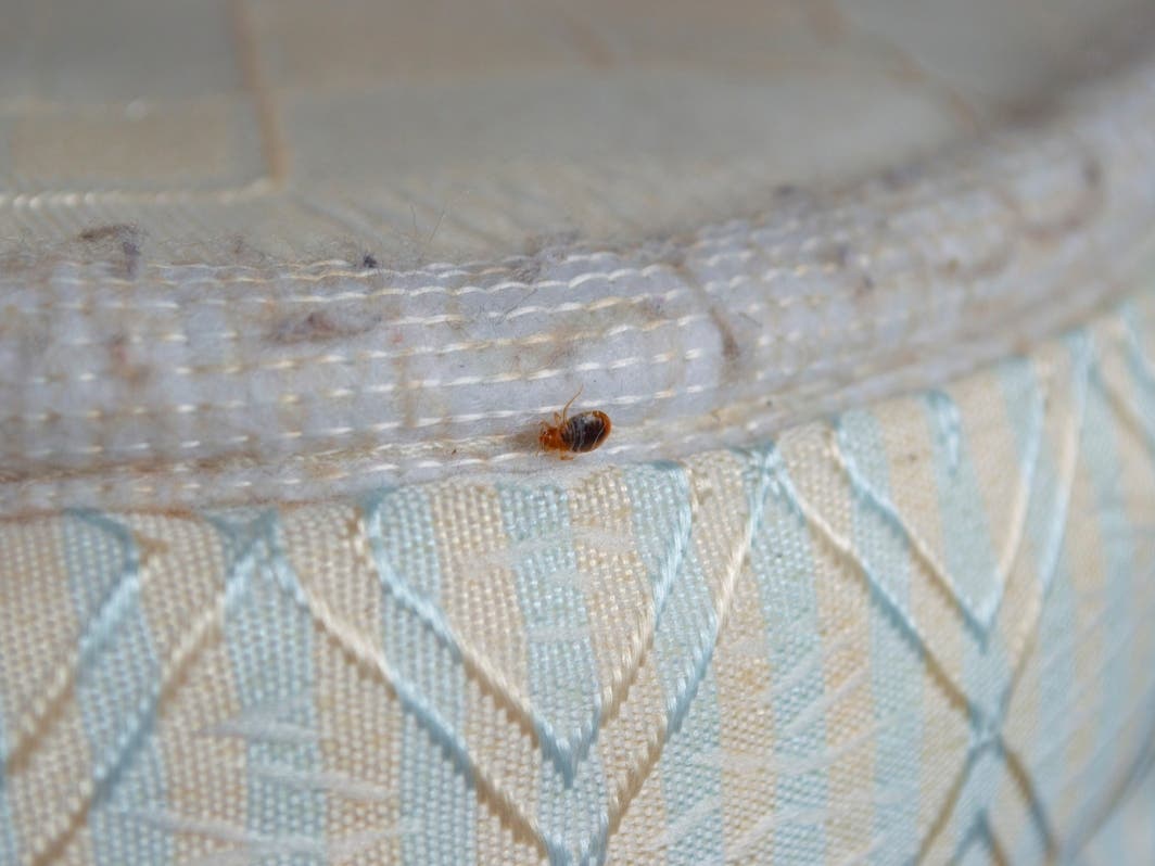 San Diego Ranks Among Nation's Worst For Bed Bugs: Report