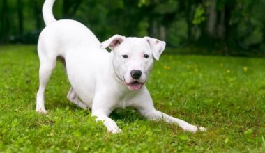 Hundreds Of Thousands Raised For Animal Nonprofit During Escondido Event