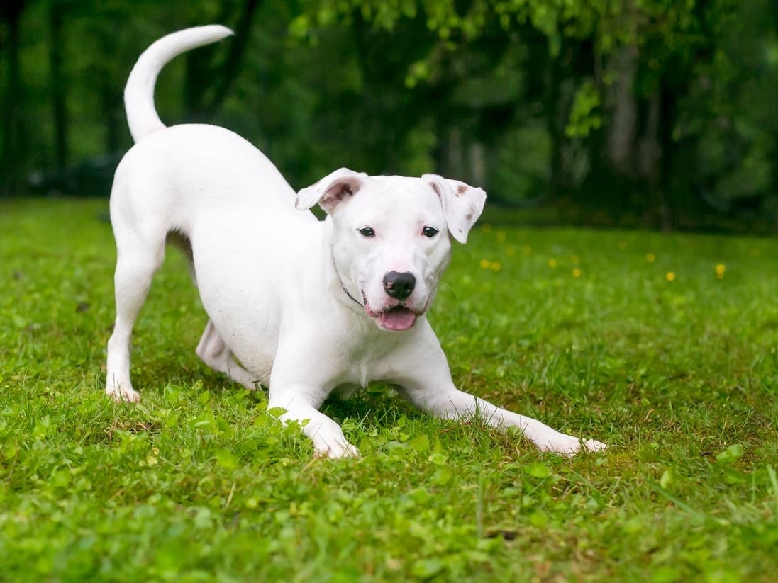 Hundreds Of Thousands Raised For Animal Nonprofit During Escondido Event