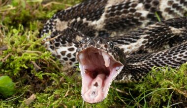 'Stay Extremely Vigilant': 2 Die After Rattlesnake Bites In SoCal