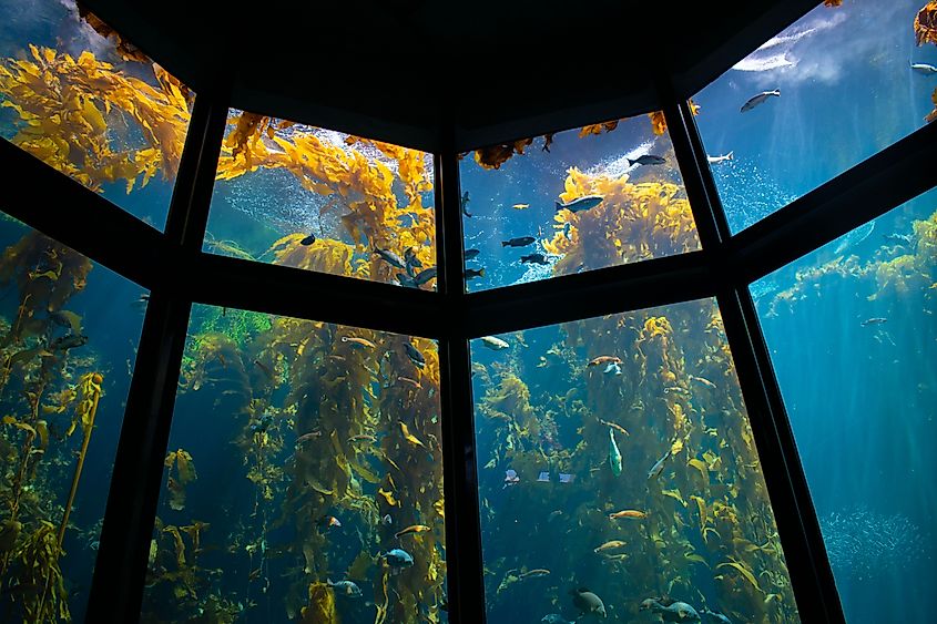 Kelp forest exhibit at the Monterey Bay Aquarium with fish swimming in blue and green water