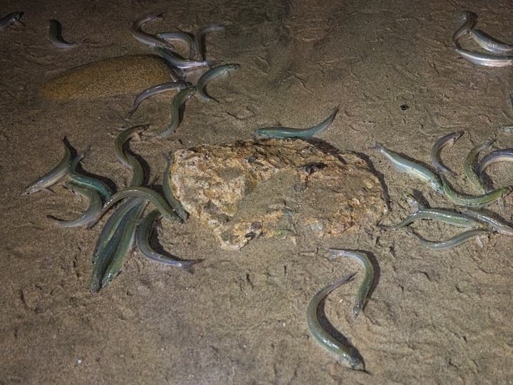 First Grunion Run Of Year Expected This Week On Long Beach Shores