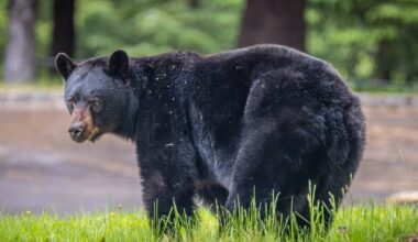 Bear Makes Surprise TV Appearance | Pier Shooting | Mother-Son Murder-Suicide: SoCal In Brief