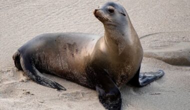 South Bay Animal Hospital Releases Rehabilited Sea Lions Back Into Ocean