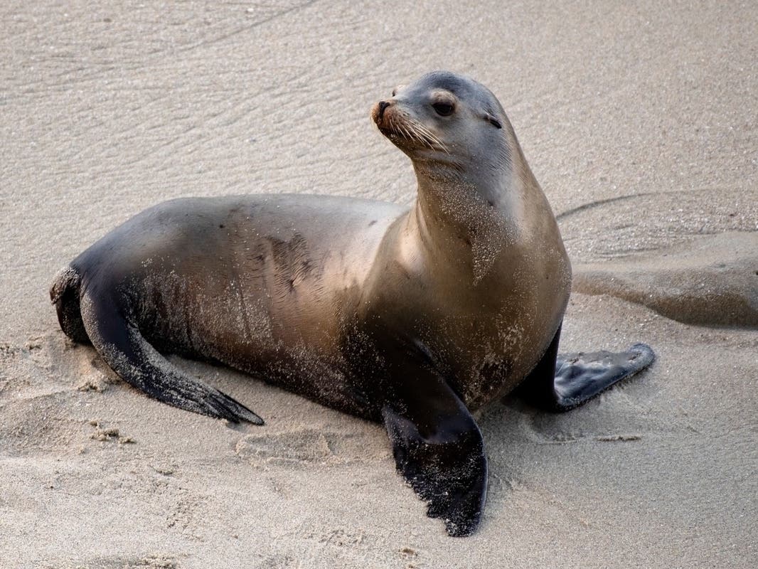 South Bay Animal Hospital Releases Rehabilited Sea Lions Back Into Ocean