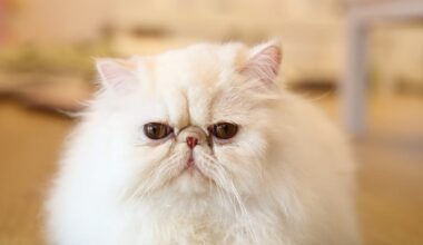 Reward Offered In BB Gun Shooting Of 2 Cats