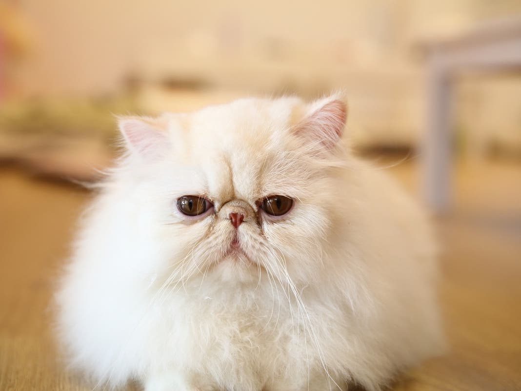 Reward Offered In BB Gun Shooting Of 2 Cats