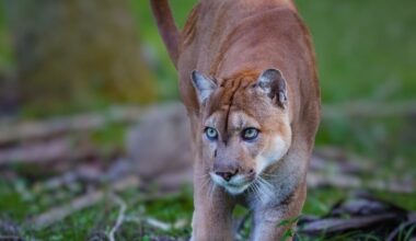 Mountain Lion Snatches Dog From Owner During Walk In LA County: Report
