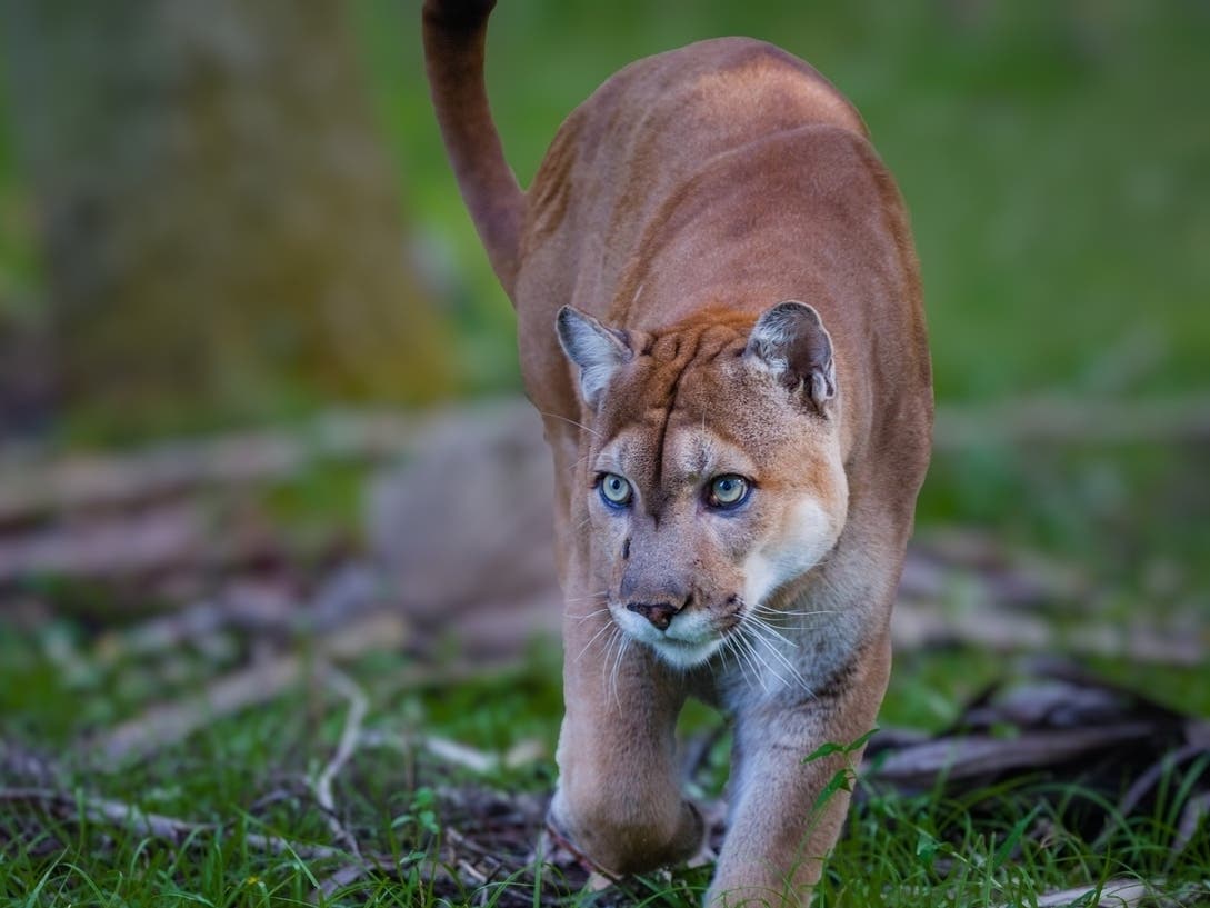 Mountain Lion Snatches Dog From Owner During Walk In LA County: Report