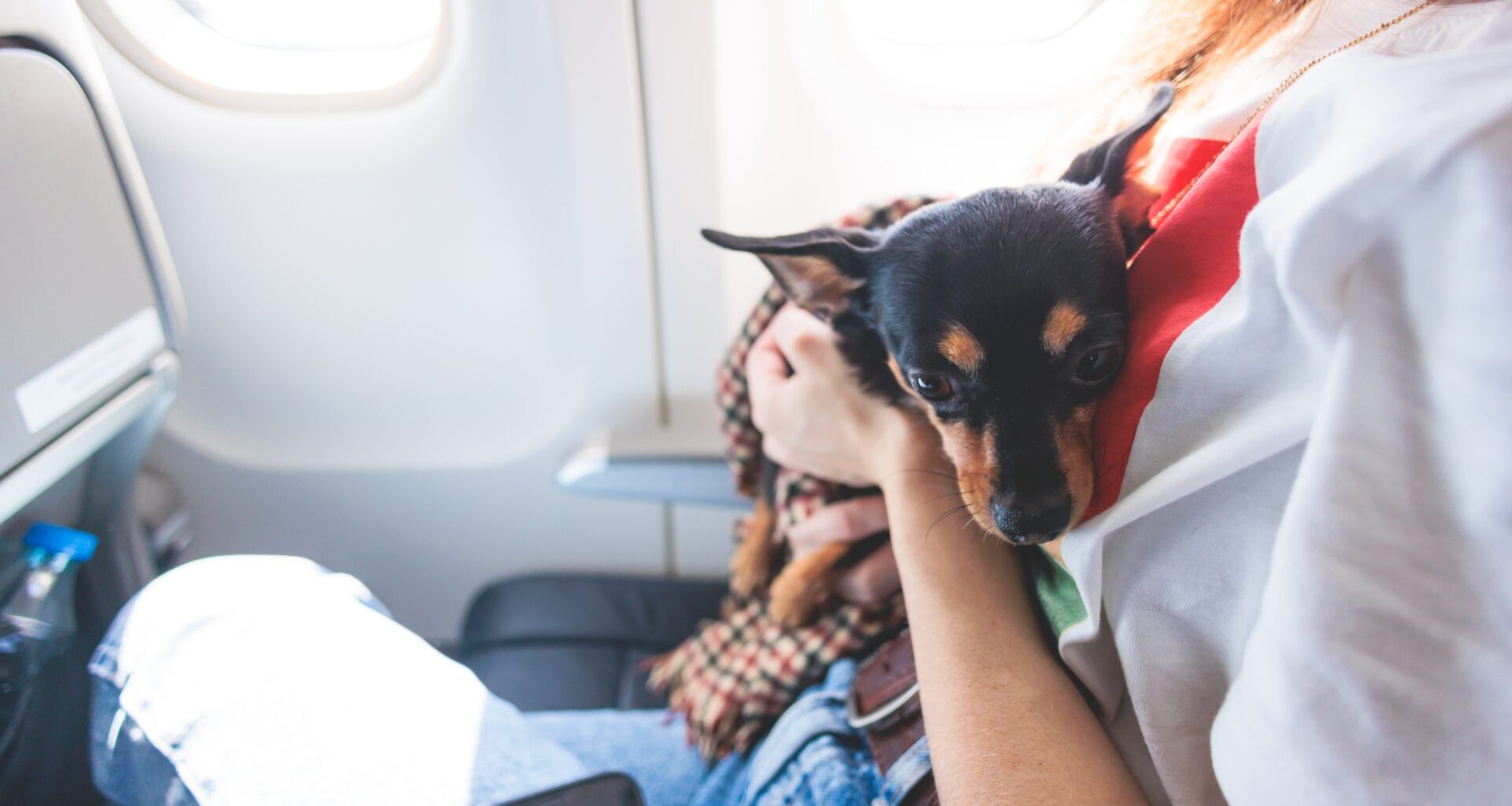 LA Shelter Dogs Fly to Chicago Area for Adoption