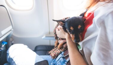 LA Shelter Dogs Fly to Chicago Area for Adoption