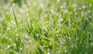 Wet drops on grass sparkling in the sun, suggesting a few rain sprinkles on a spring day
