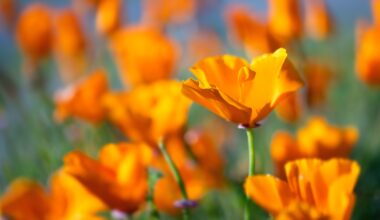 How to Grow California Poppies and Their Companion Plants