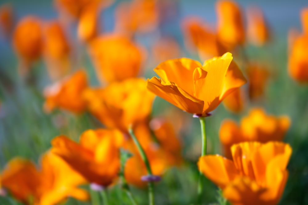 How to Grow California Poppies and Their Companion Plants