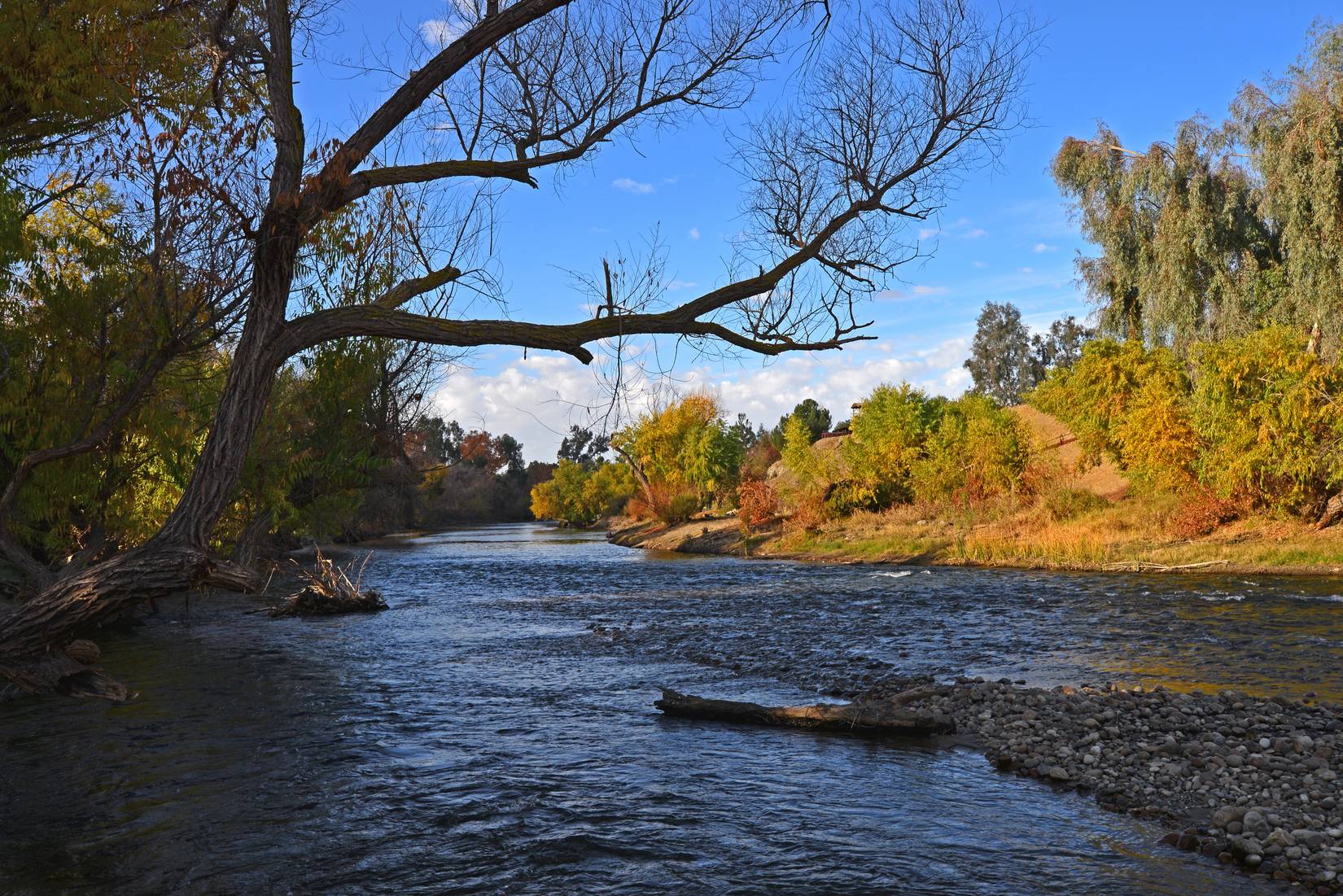 The wild Kern River turns tame flowing through Hart Park, Bakersfield, California, as trees display fall color