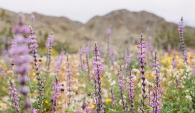 Here's when and where superblooms are happening across California