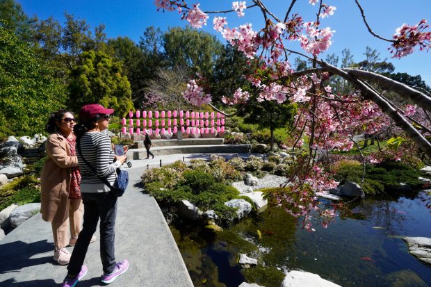 Aparna Nara (left) and Priya Patel (right) were among the visitors at the Japanese Friendship Garden in Balboa Park for the Cherry Blossom Festival on March 18, 2025. (Nelvin C. Cepeda / The San Diego Union-Tribune)