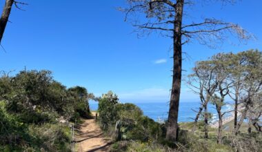 Two trails at Torrey Pines State Natural Reserve show off ocean views and coastal flowers – San Diego Union-Tribune