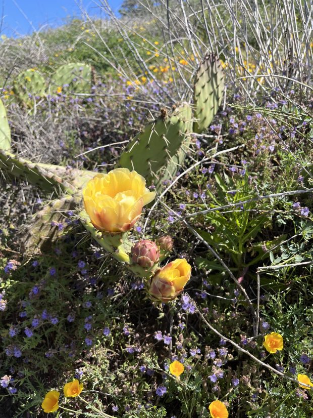 A prickly pear cactus blooms on the Guy Fleming Trail. (Maura Fox / The San Diego Union-Tribune)