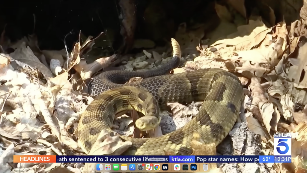 A rattlesnake coiled in dry leaves.