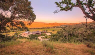 8 Top California Pinot Noir Values to Drink Now