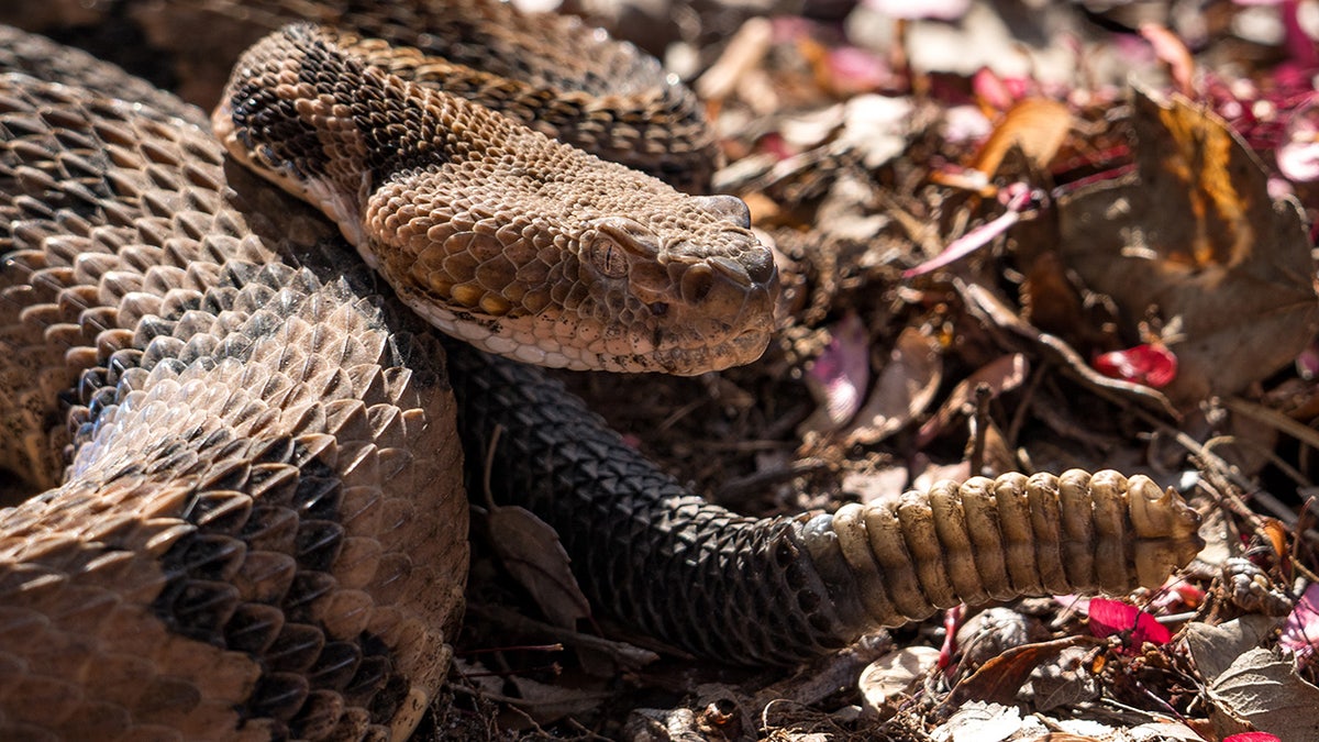Timber rattlesnake in the wild