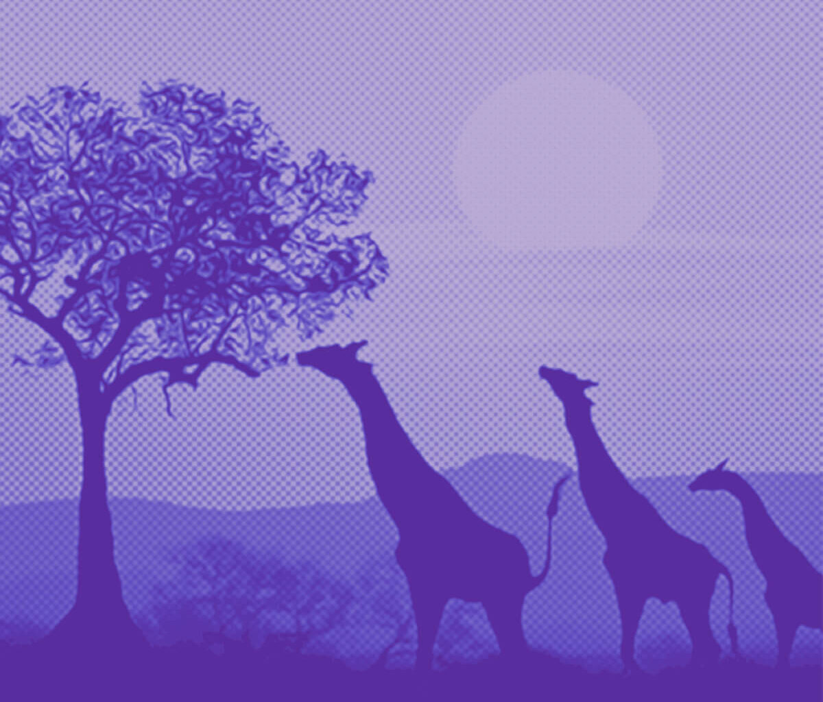 Sacramento Business Owner Stranded in South Africa Amid Global Airspace Closures