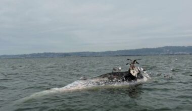 Two gray whales found dead in San Francisco Bay over the weekend
